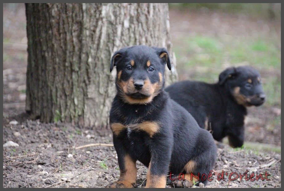 ULYSSE de la Noé d'Orient