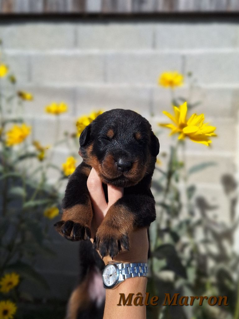 A      de la Noé d'Orient