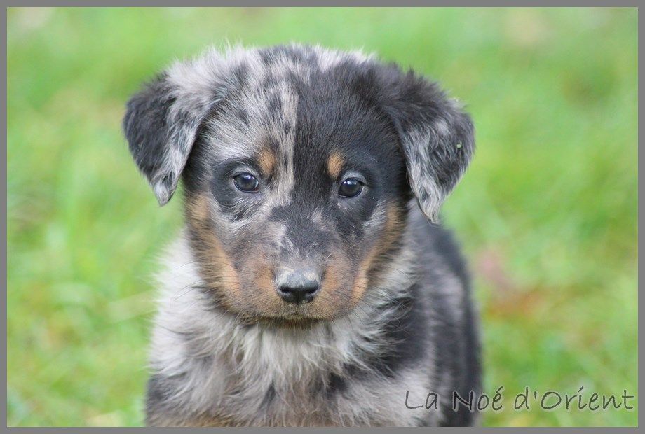 Chiot Beauceron Elevage De Beauceron Lof Chiot Beauceron De La Noe D Orient