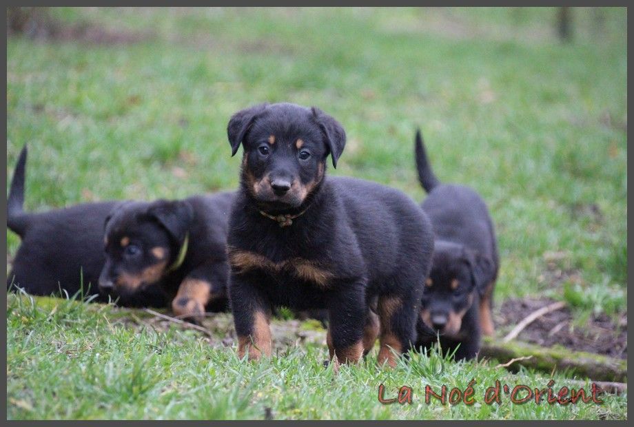 UCKO de la Noé d'Orient