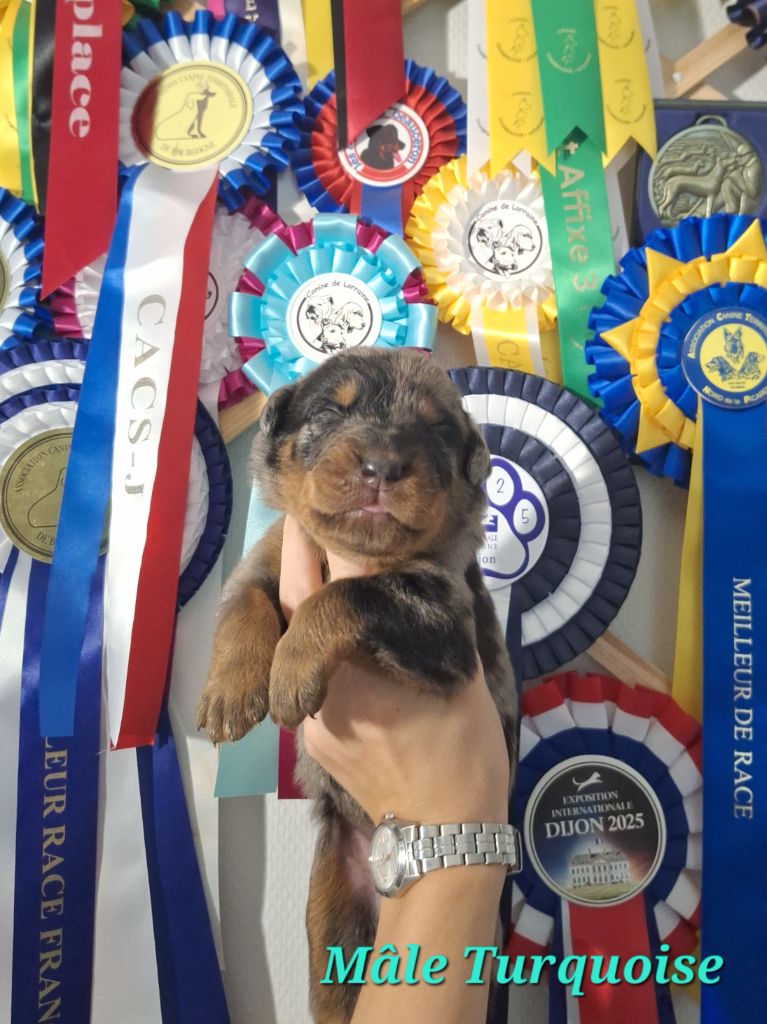 A   CENDRÉ de la Noé d'Orient