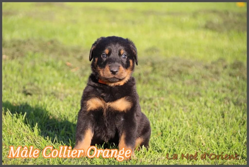 A      de la Noé d'Orient