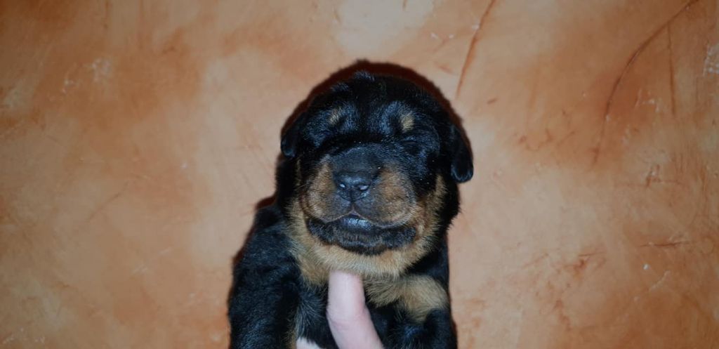 OURRA de la Noé d'Orient