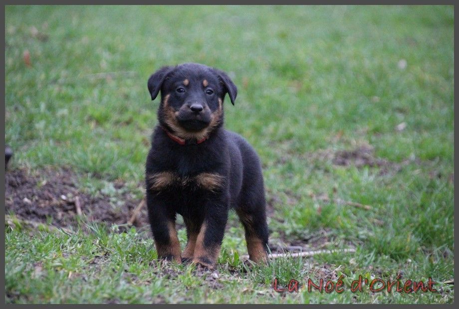 U de la Noé d'Orient