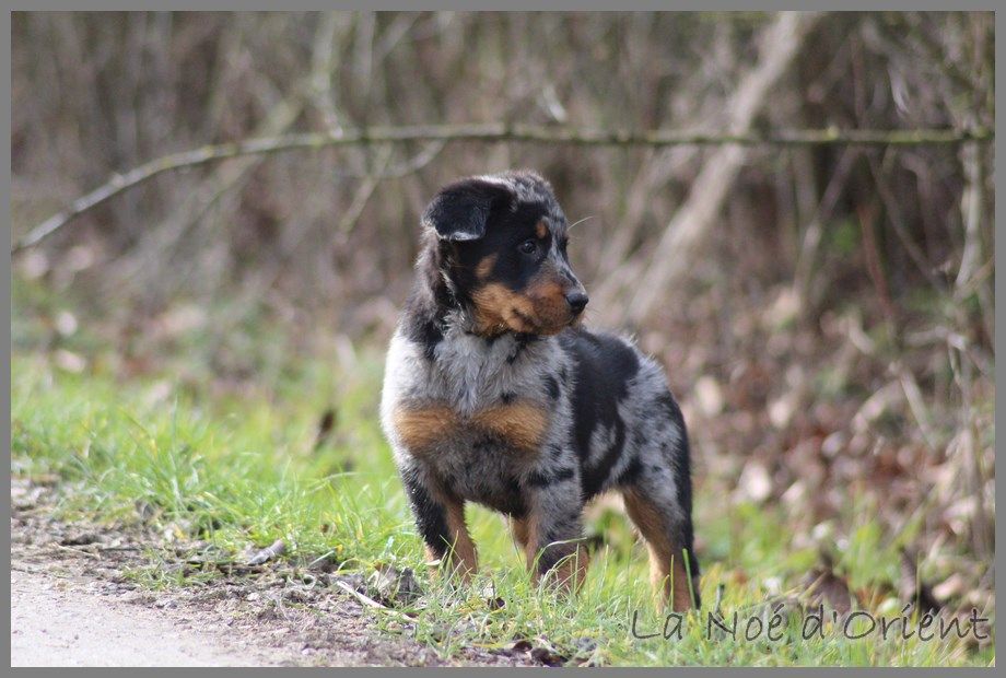 OLD LANG SYNE CENDREE de la Noé d'Orient