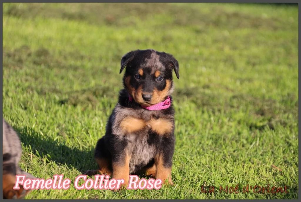 A   CENDRÉE de la Noé d'Orient