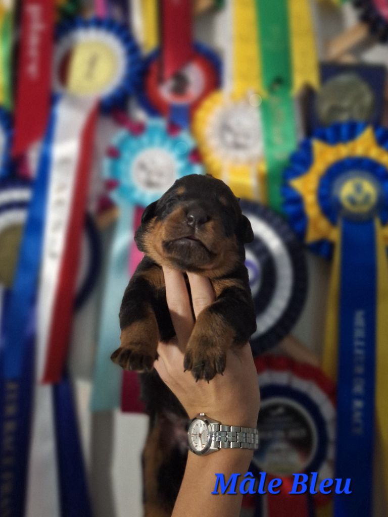 A      de la Noé d'Orient