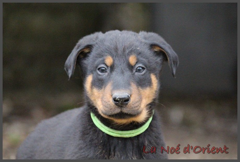 UQUINOX de la Noé d'Orient