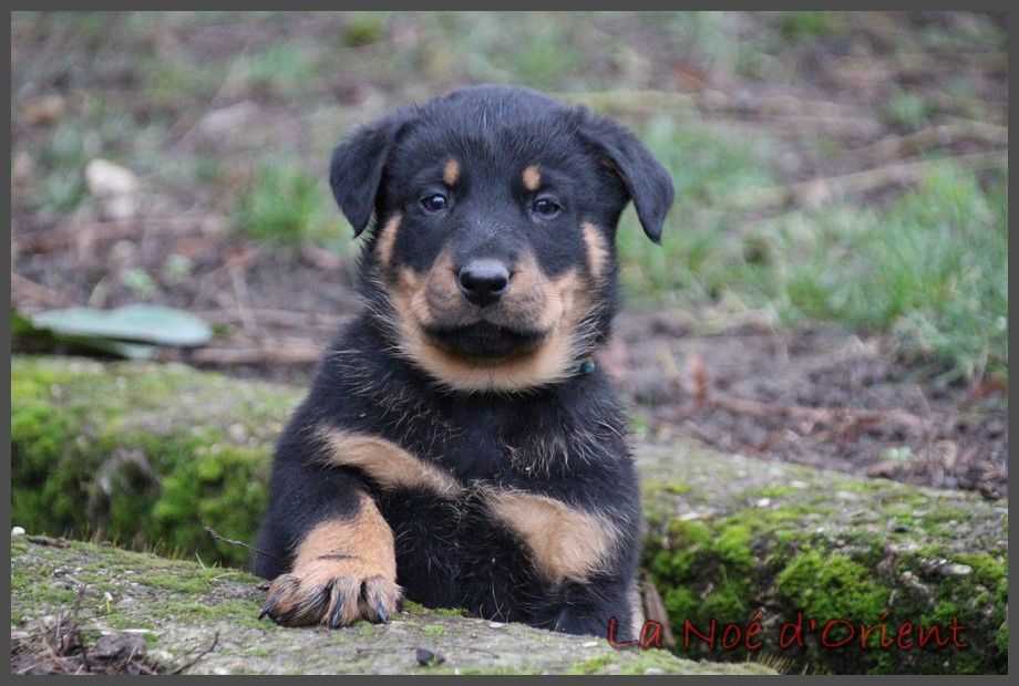 U'COCA COLA de la Noé d'Orient