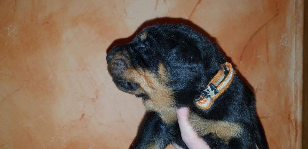 OURRA de la Noé d'Orient