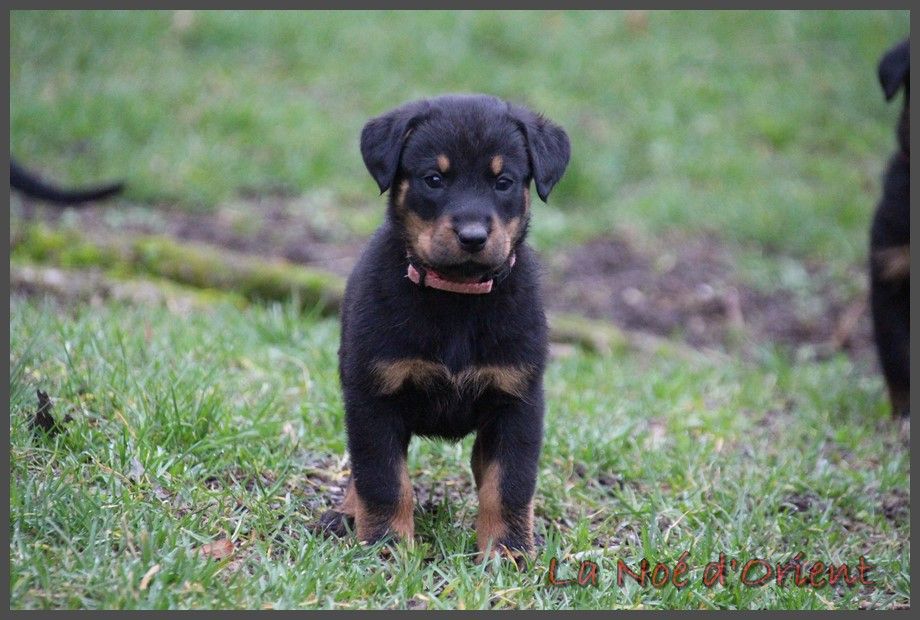 ULYSSIA de la Noé d'Orient