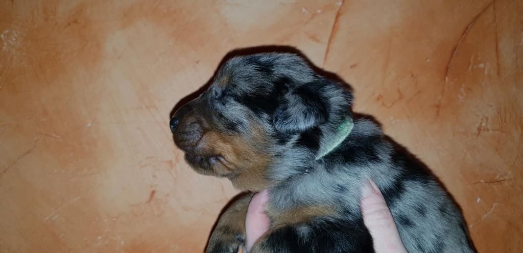 OPIUM CENDRE de la Noé d'Orient