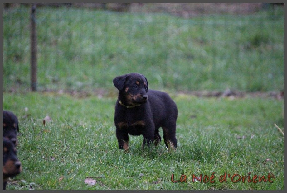 URIELLE de la Noé d'Orient