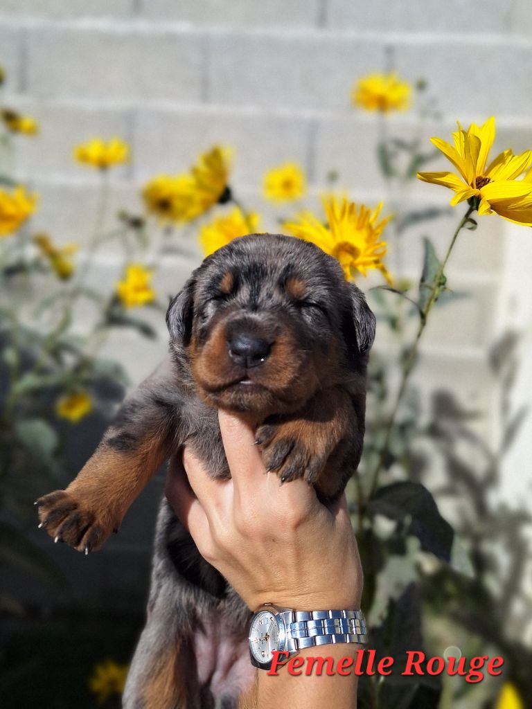 A   CENDRÉE de la Noé d'Orient