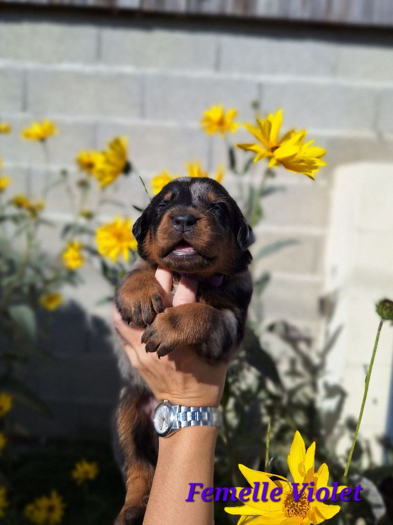 A   CENDRÉE de la Noé d'Orient