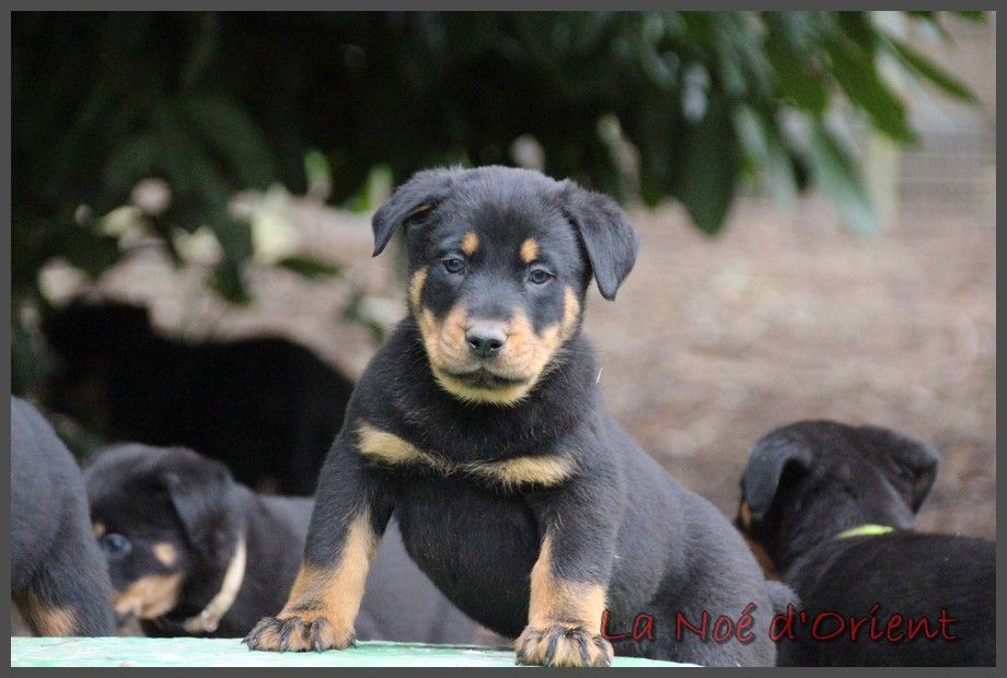 USCO de la Noé d'Orient