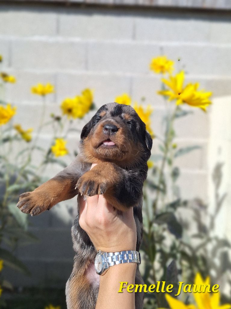 A   CENDRÉE de la Noé d'Orient