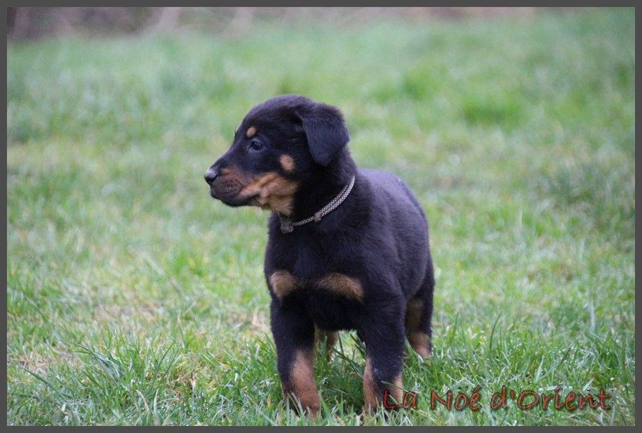 UNDY de la Noé d'Orient