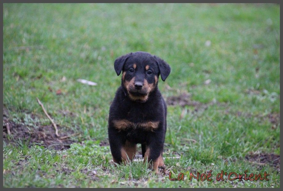 UMA de la Noé d'Orient