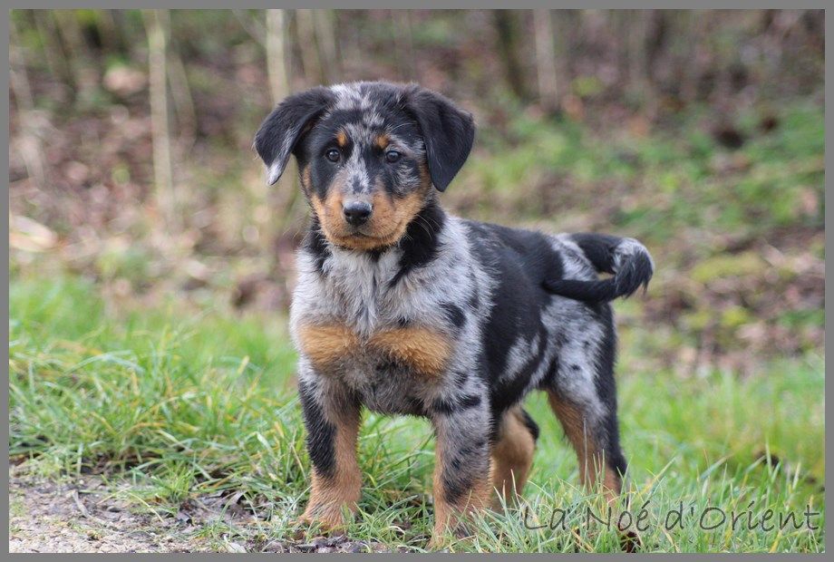 OLD LANG SYNE CENDREE de la Noé d'Orient