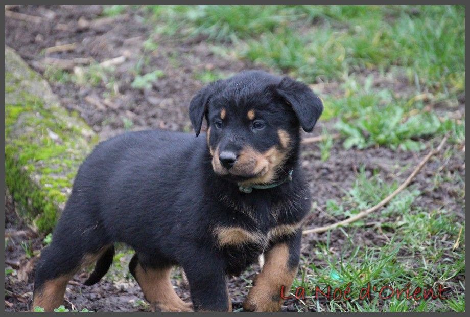 U'COCA COLA de la Noé d'Orient