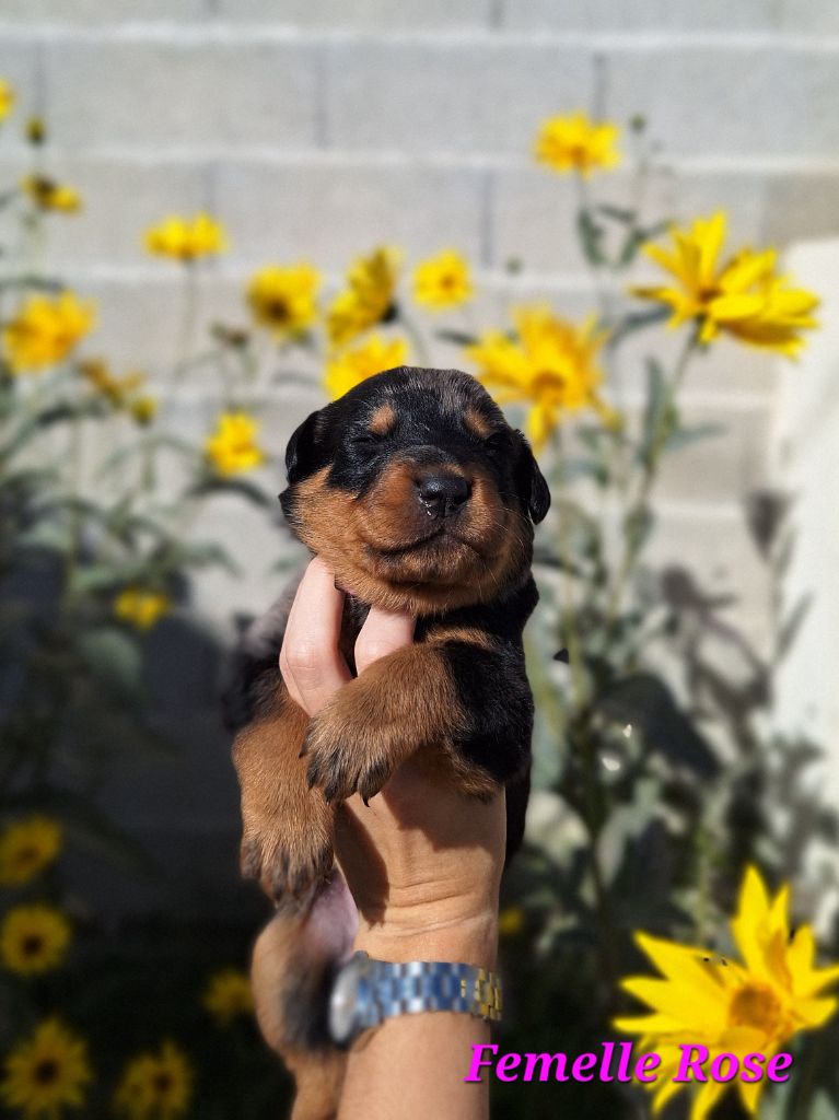 A   CENDRÉE de la Noé d'Orient