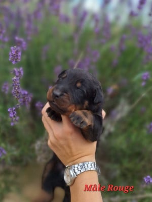 Les chiots de Berger de Beauce