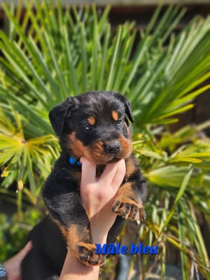 Les chiots de Berger de Beauce