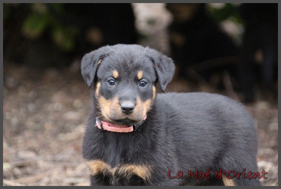 ULYSSIA de la Noé d'Orient