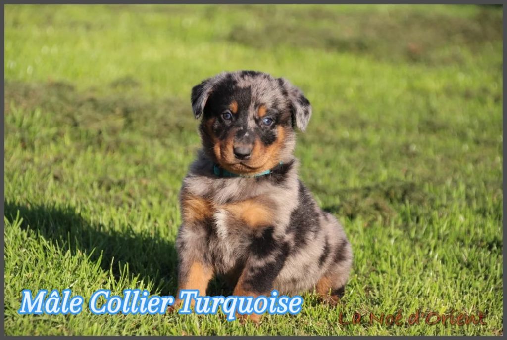 A   CENDRÉ de la Noé d'Orient