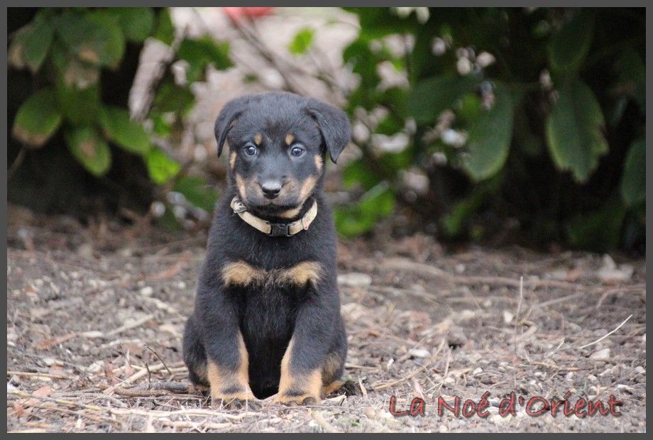 ULICE de la Noé d'Orient