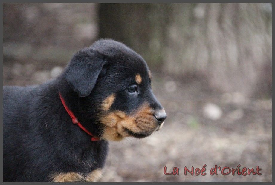 USCO de la Noé d'Orient