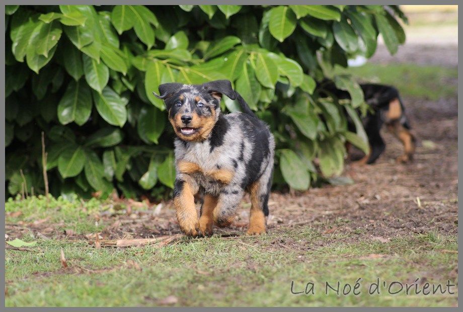 OLD LANG SYNE CENDREE de la Noé d'Orient