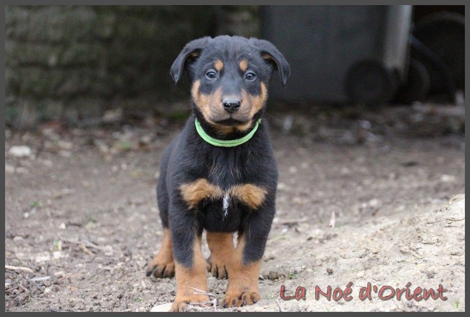 UQUINOX de la Noé d'Orient