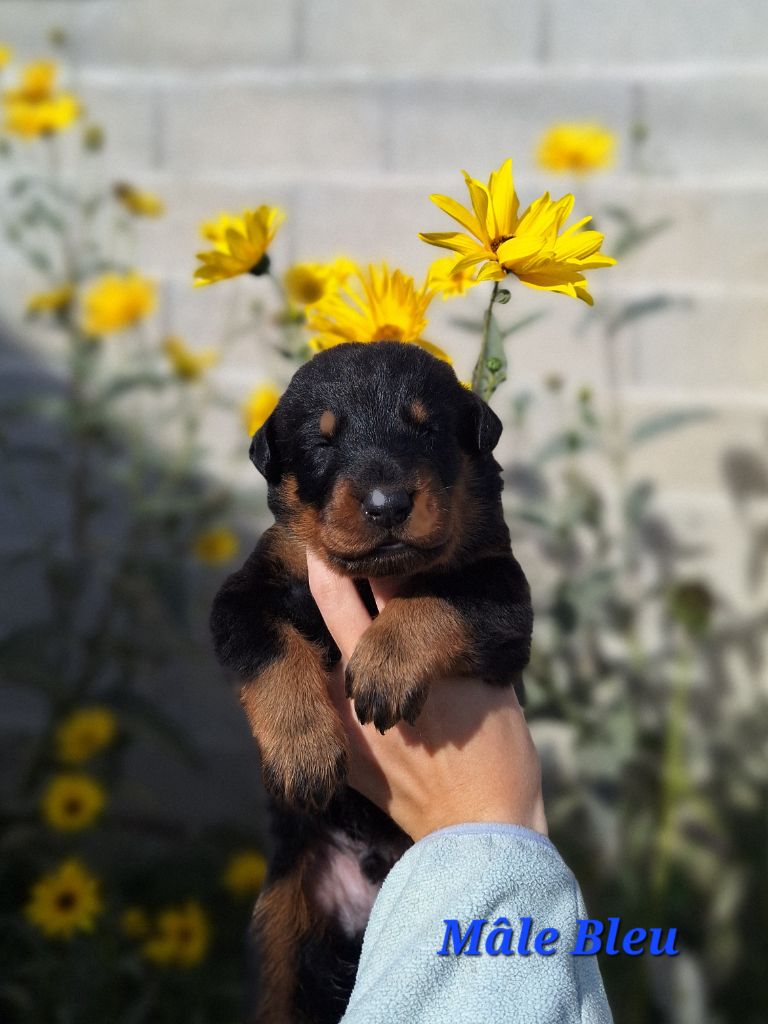 A      de la Noé d'Orient