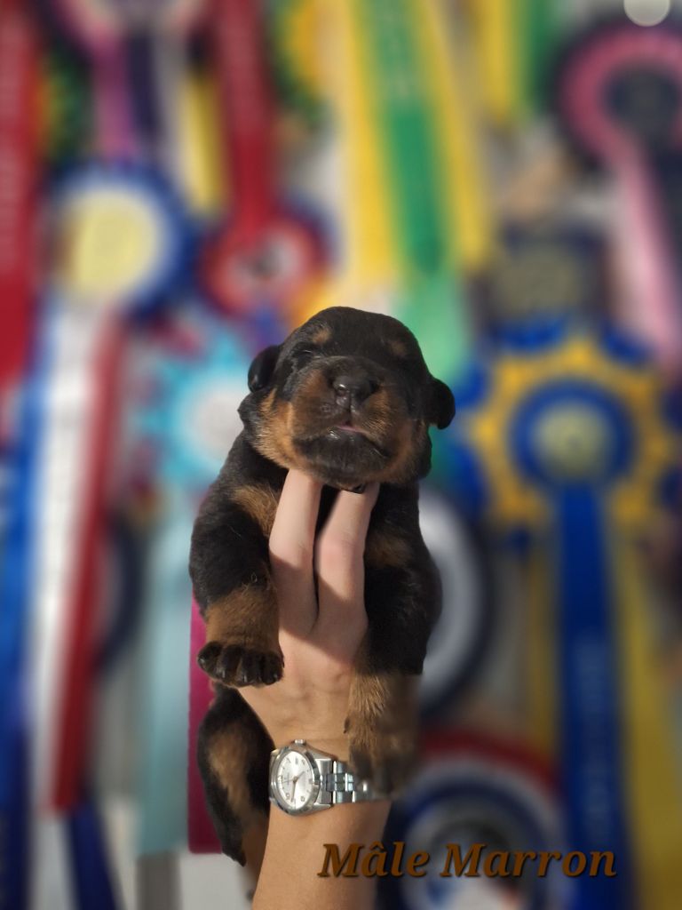 A      de la Noé d'Orient