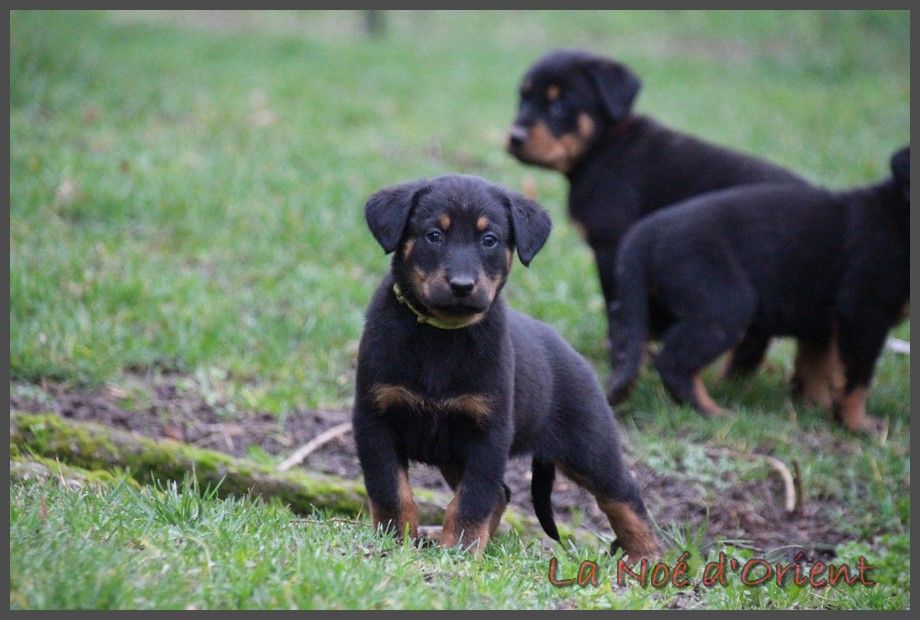 URIELLE de la Noé d'Orient