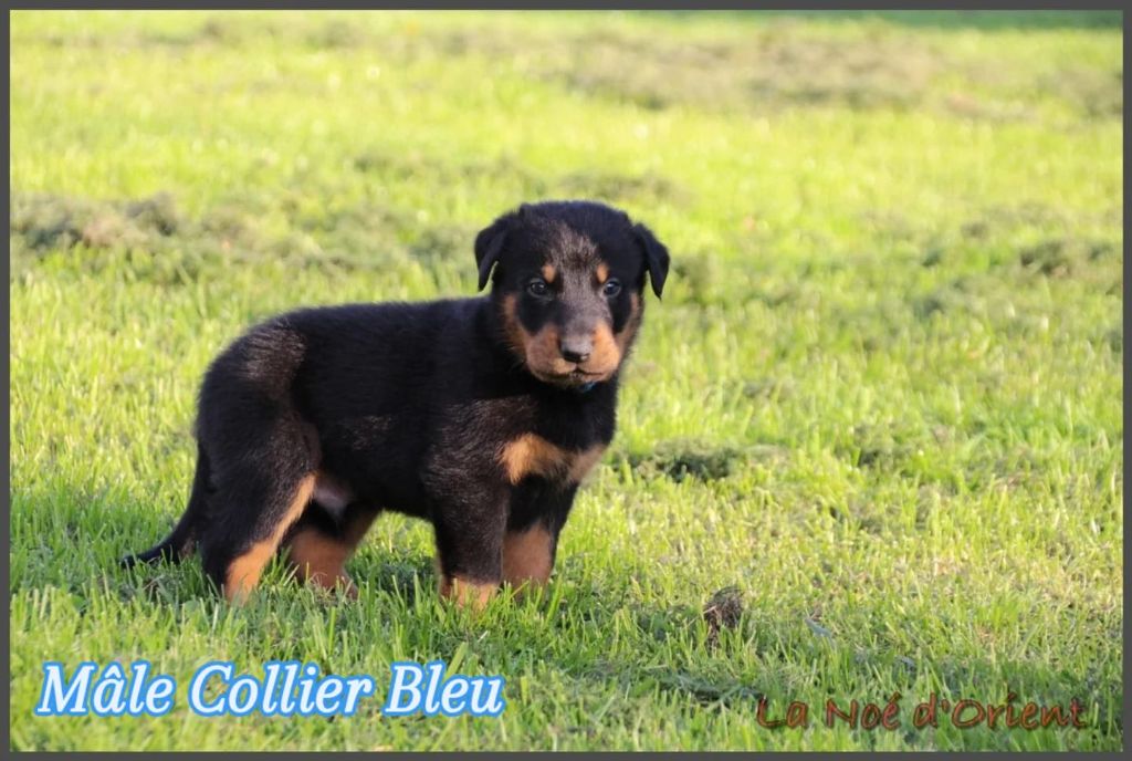 A      de la Noé d'Orient