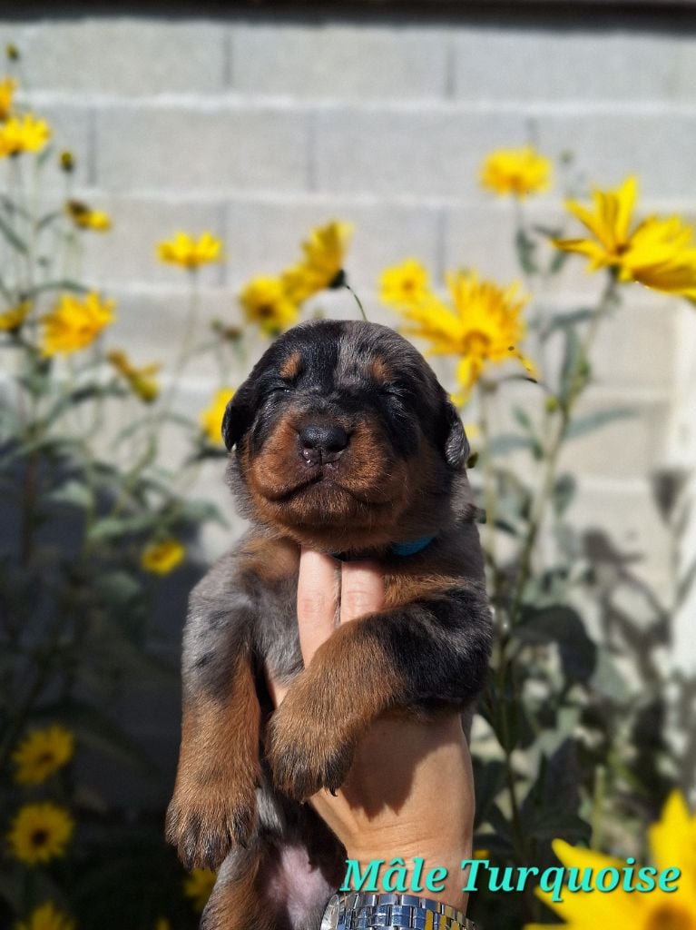 A   CENDRÉ de la Noé d'Orient