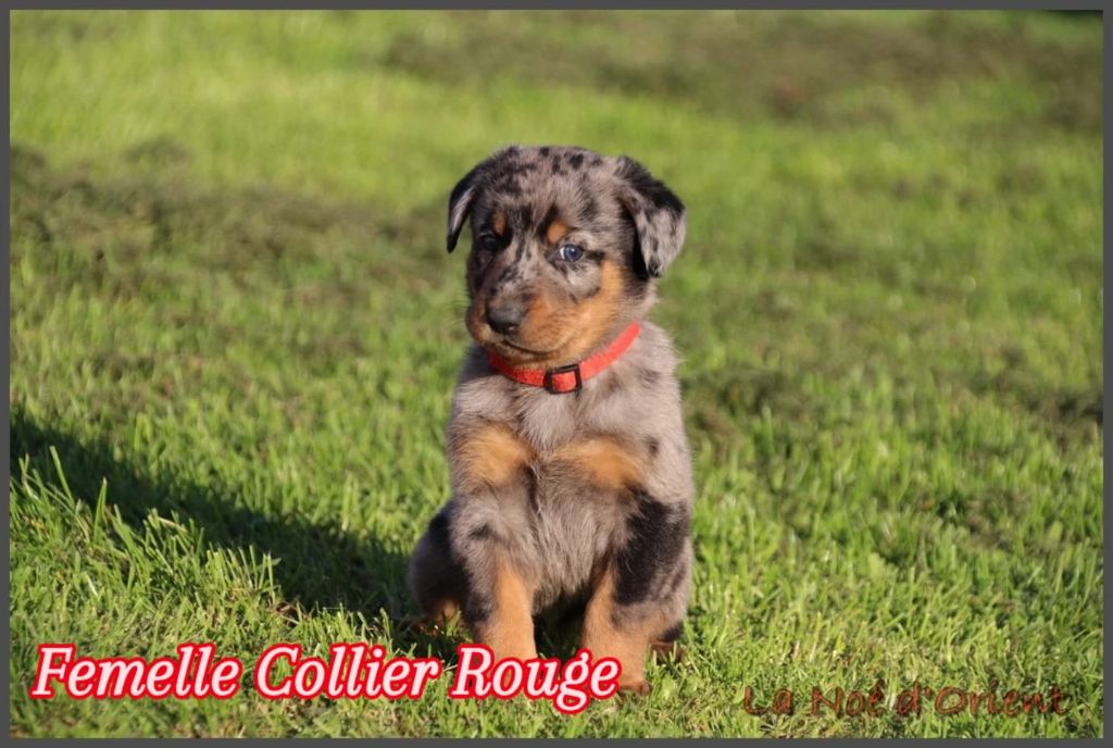 A   CENDRÉE de la Noé d'Orient