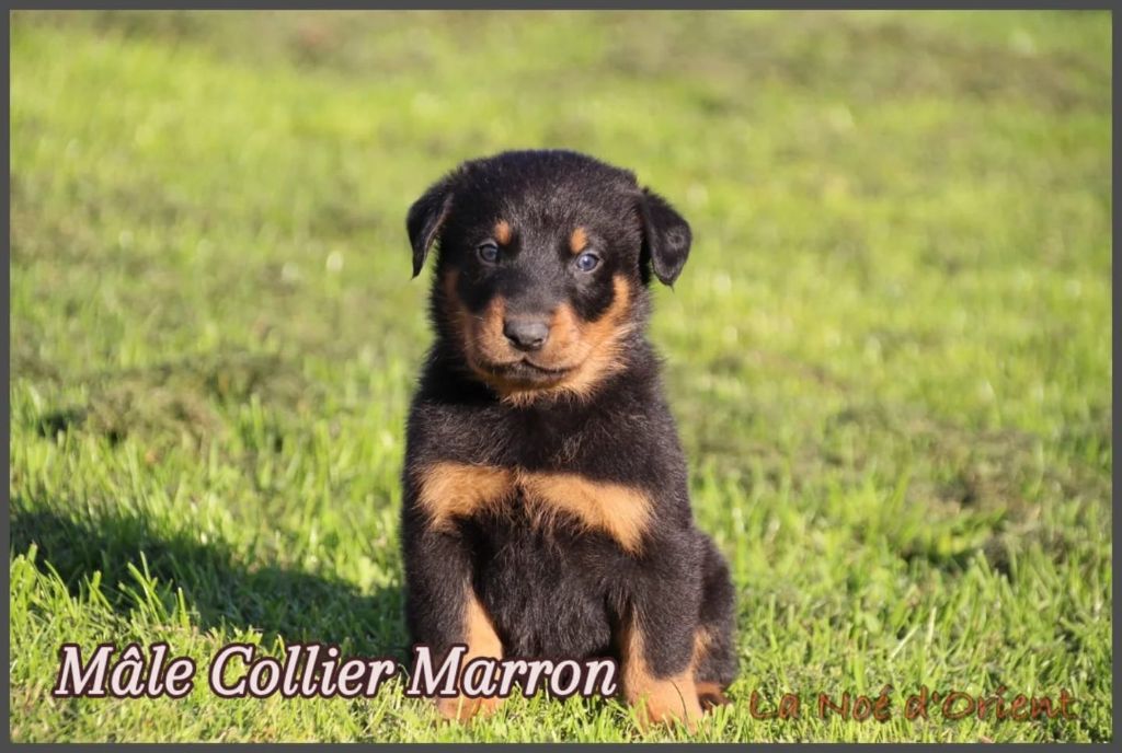 A      de la Noé d'Orient