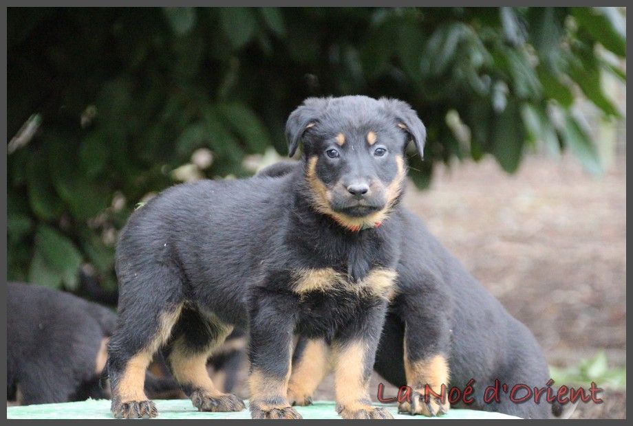 U de la Noé d'Orient