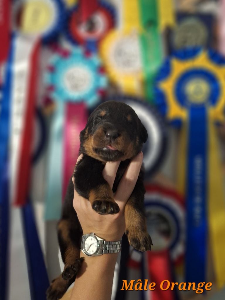 A      de la Noé d'Orient