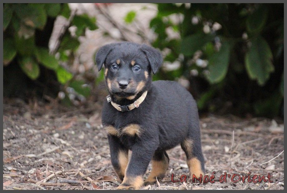 ULICE de la Noé d'Orient