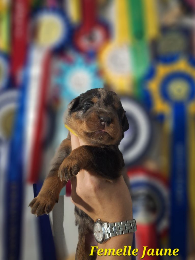 A   CENDRÉE de la Noé d'Orient