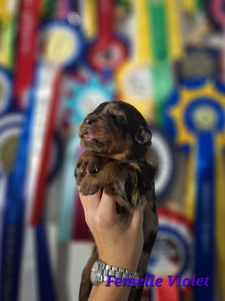 A   CENDRÉE de la Noé d'Orient