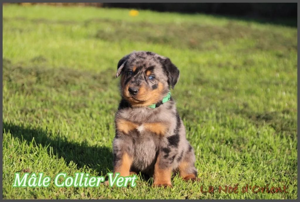 A   Cendré de la Noé d'Orient