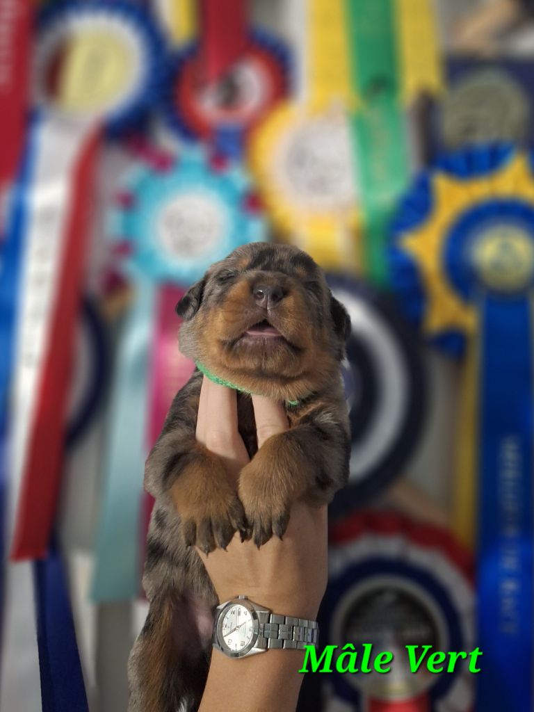 A   Cendré de la Noé d'Orient