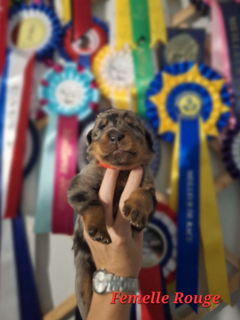 A   CENDRÉE de la Noé d'Orient