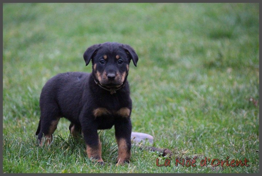 UNDY de la Noé d'Orient